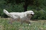 GOLDEN RETRIEVER 1171
